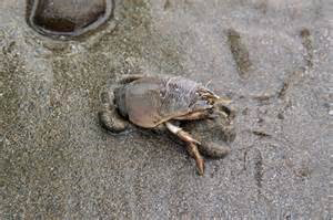 Mole crab digging in the sand
